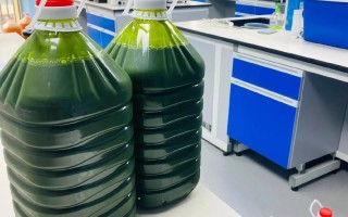 养殖用什么培小球藻