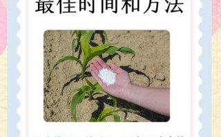 粘玉米何时种？怎么种才高产？