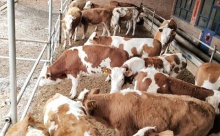 东北养啥品种牛最香？