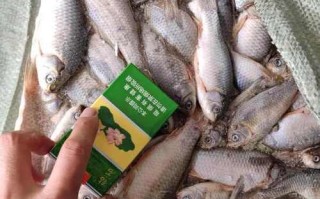 盐城鲫鱼喂养什么饲料