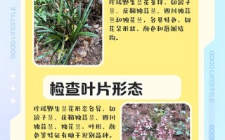 兰草花品种如何快速辨别？