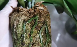 白兰花换盆方法怎么换？换盆步骤有哪些？