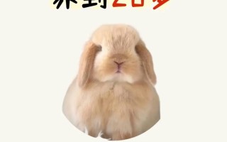 兔子养殖有哪些关键技术方法？