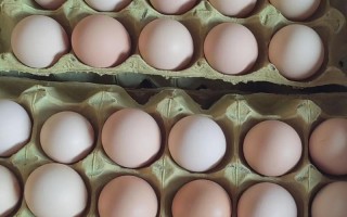 今日辛集鸡蛋价格是多少