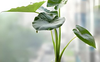 滴水观音有哪些常见品种？