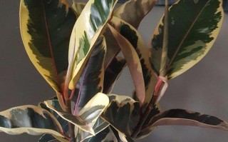 世界橡皮树品种到底有多少？