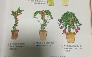 室内火龙果怎么养才能结果？