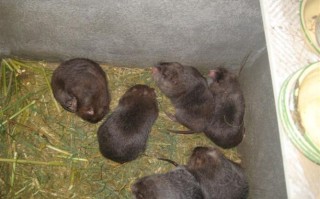 竹鼠毛皮价格多少