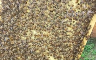 什么品种蜂王产卵力强？