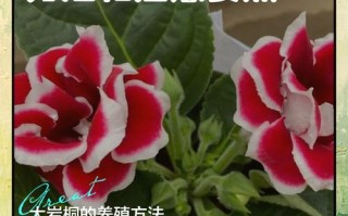 大岩桐怎么养？附图片方法看这里！