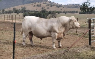 国外顶级肉牛品种有哪些？