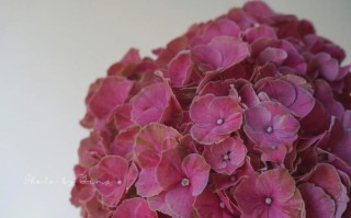 绣球大红色是什么品种？