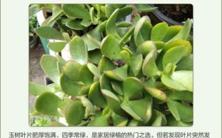 玉树叶子发软怎么办？快学急救！