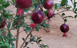 石榴挂果后的管理方法