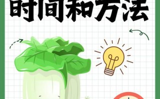 大棚白菜何时种？怎么种才高产？