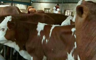 福建适合养什么品种牛？