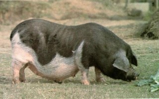 江西地方品种猪有哪些分类？