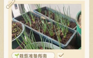 新疆大葱何时种？怎么种才高产？