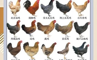 肉鸡养殖周期最短是哪个品种？