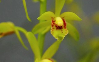 野生蕙兰品种有哪些？