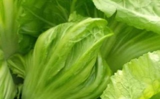 芥菜有包是什么品种？