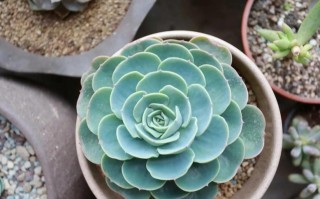 多肉玉蝶价格多少