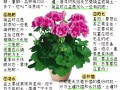 天竺葵品种介绍和图片