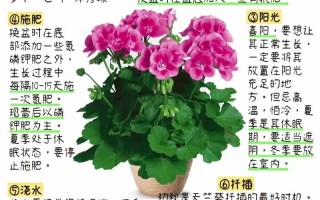 天竺葵品种介绍和图片