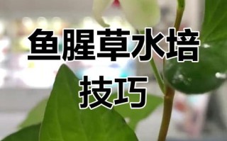 水面鱼腥草怎么种？