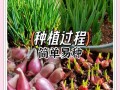 红葱怎么种？施肥要注意啥？