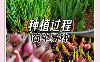 红葱怎么种？施肥要注意啥？