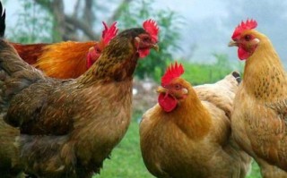 虫子鸡养殖方法哪里学？