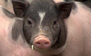 耳朵小的猪是什么品种？