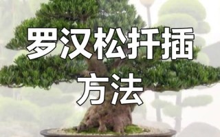 罗汉松扦插最佳方法是什么？