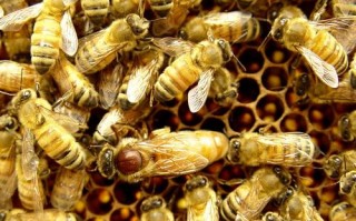 意蜂人工育王方法图片怎么操作？