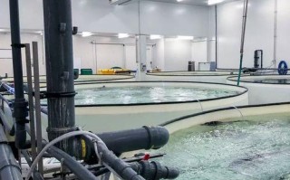 RAS系统如何赋能水产养殖？