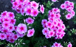 宿根福禄考有什么品种