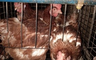 伊犁淘汰鸡价格多少