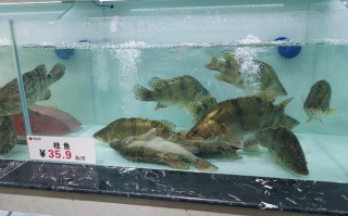 威猛100在水产养殖中具体有什么作用？