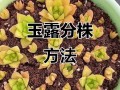 分株繁殖有哪些常见方法？