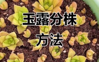 分株繁殖有哪些常见方法？