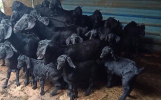 常见养羊品种有哪些？