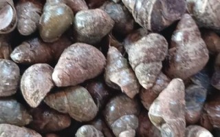 湖北螺蛳价格是多少