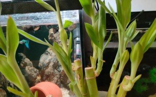 南三虾鱼混养，哪些品种搭配好？