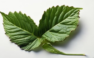 叶子像万年青的花的品种