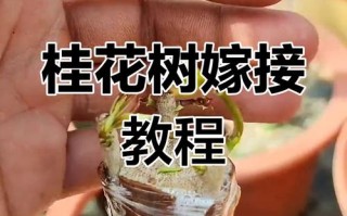 桂花树嫁接哪种方法最佳？