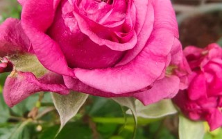 猪鸡吃什么饲料长得快