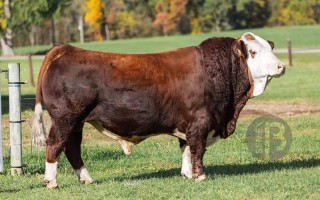 西门塔尔牛品种哪里最好？