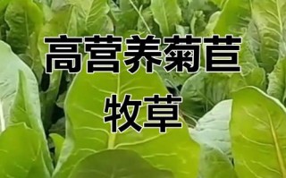 高产高营养喂猪牧草品种有哪些？