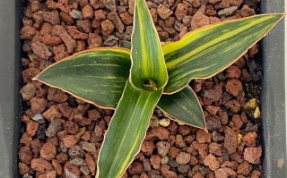 虎尾兰哪个品种可食用且口感最佳？